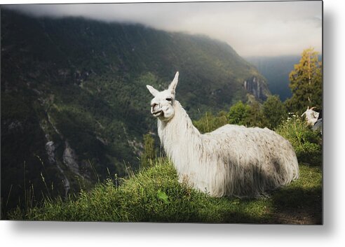 #faatoppicks Metal Print featuring the photograph Relaxing Llama in Mountain Landscape by Nicklas Gustafsson