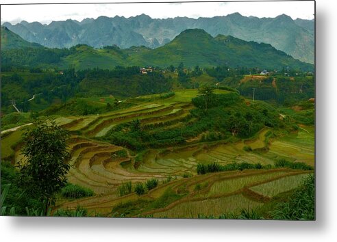 Rice Fields Metal Print featuring the photograph Rice fields and mountains, Vietnam by Robert Bociaga