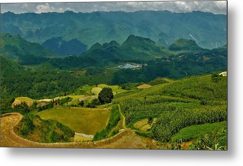 Rice Metal Print featuring the photograph Rice fields, Vietnam by Robert Bociaga