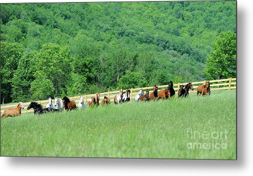 Rosemary Farm Sanctuary Metal Print featuring the photograph Rosemary Farm Herd #225 by Carien Schippers