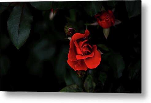 Landscape Metal Print featuring the photograph Rosie Red by G Lamar Yancy