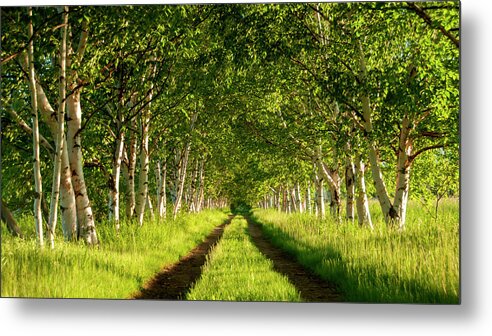 Birch Trees Metal Print featuring the photograph Row of Birch Trees by Louise Tanguay