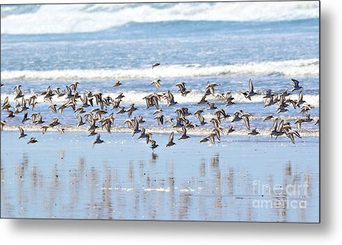 Birds Metal Print featuring the photograph Sanderlings by Vivian Krug Cotton