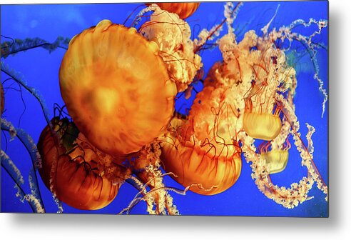 Vancouver Metal Print featuring the photograph Sea Nettle Jellyfish 2 by HawkEye Media