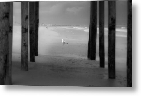 Post Metal Print featuring the photograph Seagull on a Maine beach by Photo by Darren Constantino