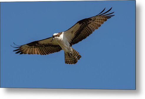 Osprey Metal Print featuring the photograph Searching by Cathy Kovarik