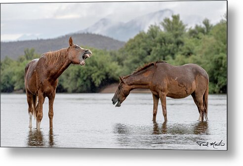Stallion Metal Print featuring the photograph Singing in the Rain. by Paul Martin
