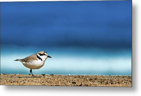Snowy Plover Monterey Bay Plovers Seabirds Metal Print featuring the photograph Snowy Plover on Monterey Bay by Richard James by California Coastal Commission