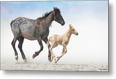 Stallion Metal Print featuring the photograph Spitfire on the Run. by Paul Martin