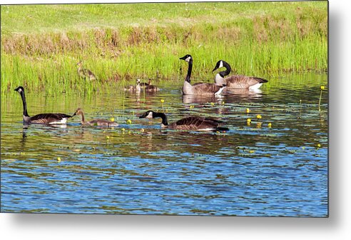 Geese Metal Print featuring the photograph Springtime At The Pond by Cathy Kovarik