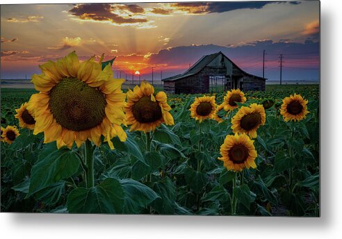 Sunflower Metal Print featuring the photograph Sunflowers and the Old Barn by David Soldano