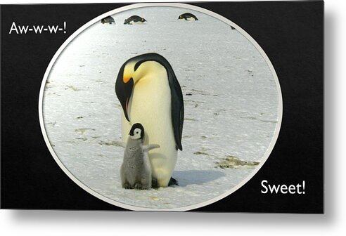 Penguins Metal Print featuring the photograph Sweet Penguins by Nancy Ayanna Wyatt