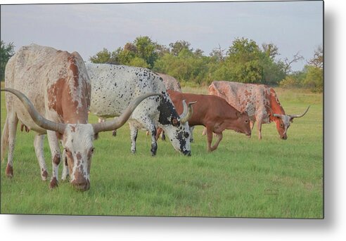 Texas Longhorn Cow Picture Metal Print featuring the photograph Texas longhorns grazing in Texas by Cathy Valle