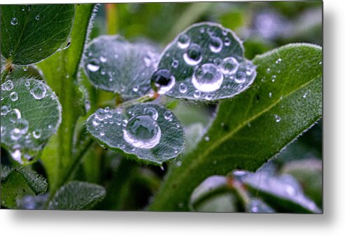 Leaf Metal Print featuring the photograph The Act of Sharing by Ivars Vilums