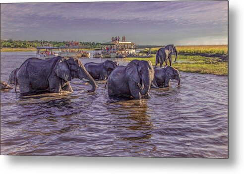 Chobe National Park Metal Print featuring the photograph The Crossing by Marcy Wielfaert