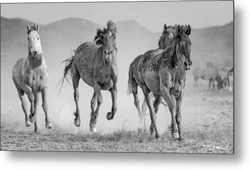 Stallion Metal Print featuring the photograph The Muddy Marauders. by Paul Martin