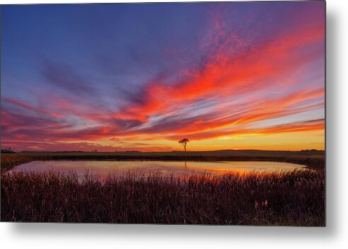 Serengeti Metal Print featuring the photograph The Serengeti Tree - Lone cottonwood and ND Pothole at glorious sunset by Peter Herman