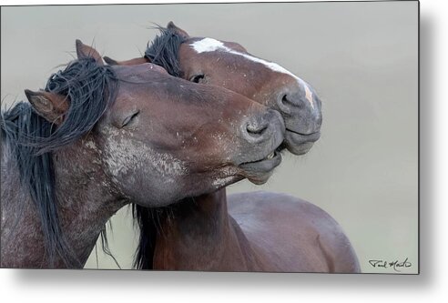 Stallion Metal Print featuring the photograph Together. by Paul Martin