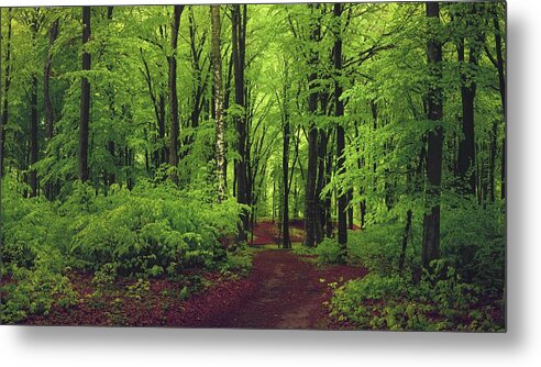 Morning Metal Print featuring the photograph Trail on forest by Toma Bonciu