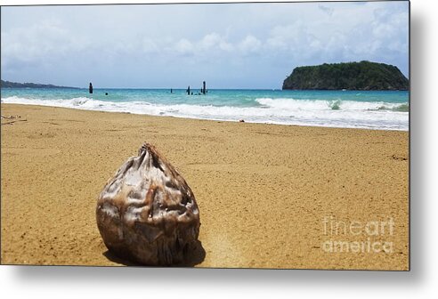 Traveling Coconut Metal Print featuring the photograph Traveling Coconut 2 by Aldane Wynter