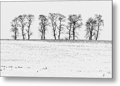 Winter Metal Print featuring the photograph Trees in Snow 5 by Steven Ralser