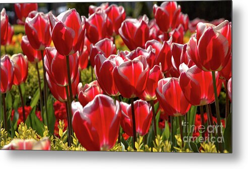 Nature Metal Print featuring the photograph Tulip Train by Stephen Melia