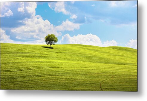 Tree Metal Print featuring the photograph Tuscany, olive tree and green fields. Montalcino Orcia, Italy. by Stefano Orazzini