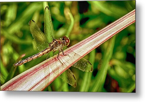Dragonfly Metal Print featuring the photograph Winged Dragon by Bill Barber