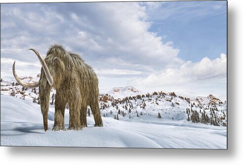 Toughness Metal Print featuring the drawing Woolly mammoth in a winter scene environment. by Leonello Calvetti/Stocktrek Images