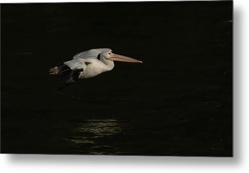 American White Pelican Metal Print featuring the photograph Young Pelican 2016-8 by Thomas Young
