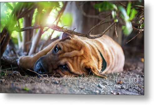 Shar Metal Print featuring the photograph Young Shar-pei dog rests in the shade on a hot, sunny day. This by Jane Rix