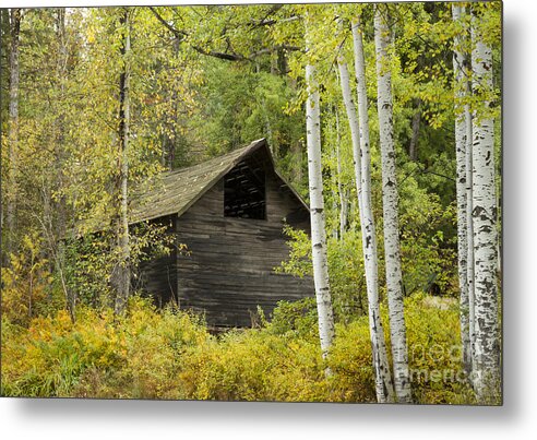 Idaho Metal Print featuring the photograph Aspens and Barn by Idaho Scenic Images Linda Lantzy