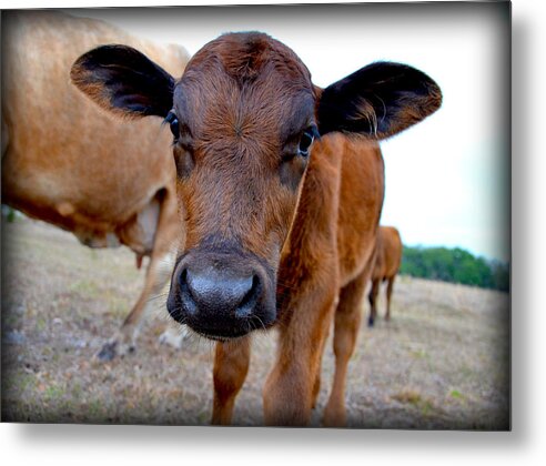 Cows Metal Print featuring the photograph Come Close for a Cow Kiss by Amanda Vouglas