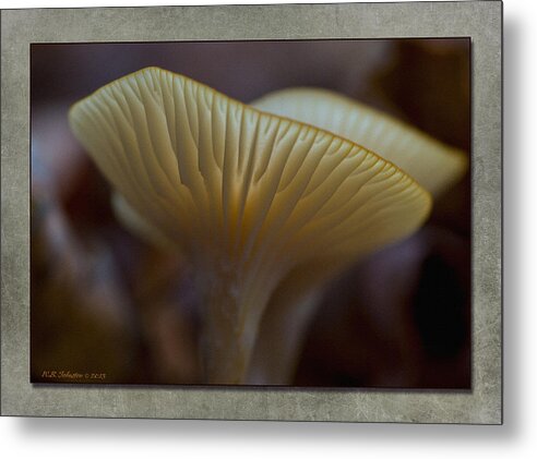 Mushroom Metal Print featuring the photograph Fall Mushroom 7 by WB Johnston