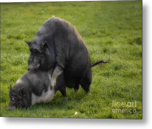 Pigs Metal Print featuring the digital art Fight by Leo Symon