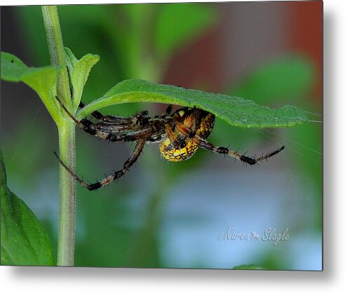 Spider Metal Print featuring the photograph Orb Weaver Spider by Karen Slagle
