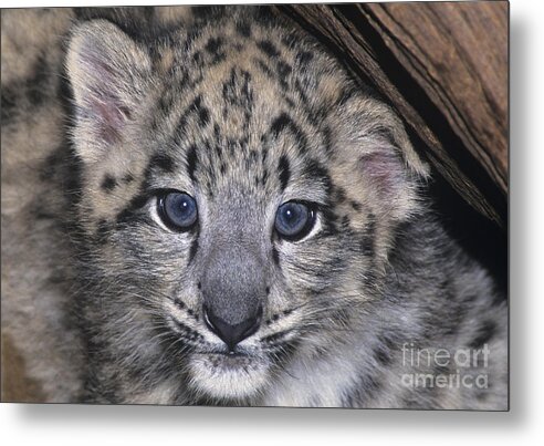 Asia Metal Print featuring the photograph Snow Leopard Cub ENDANGERED by Dave Welling