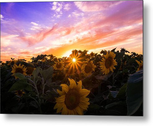 Sunflowers Metal Print featuring the photograph Summer Colors by Janet Kopper