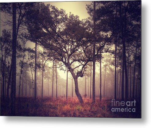 Tree Metal Print featuring the photograph The Tree by Tim Wemple