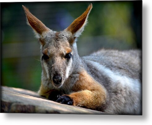 Wallaroo Metal Print featuring the photograph Wallaroo 2 by Amanda Vouglas