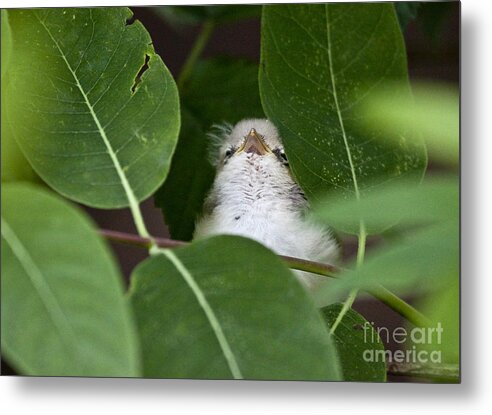 Birds Metal Print featuring the photograph Baby Bird Peeping in the Bushes by Jeannette Hunt