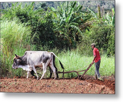 Cuba Metal Print featuring the photograph A Cuban Tractor by Marla Craven