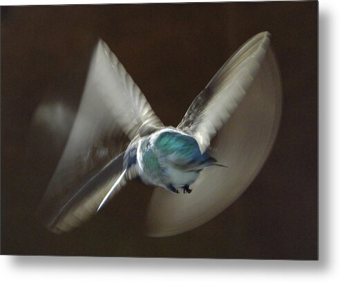 Birds Metal Print featuring the photograph Air Dance by Mark Alan Perry