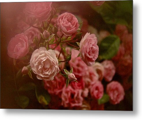 Roses Metal Print featuring the photograph Beautiful Roses 2016 No. 2 by Richard Cummings