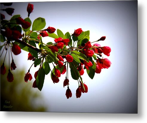 Blossoms Metal Print featuring the digital art Blossoms by Tina Meador