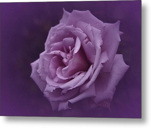 Rose Metal Print featuring the photograph Purple Rose of November by Richard Cummings