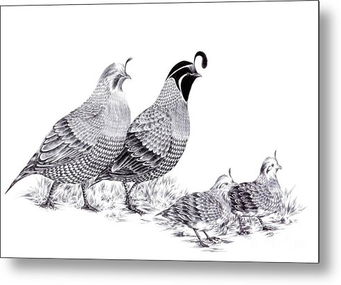 Quail Metal Print featuring the drawing Quail Family Evening Stroll by Alice Chen