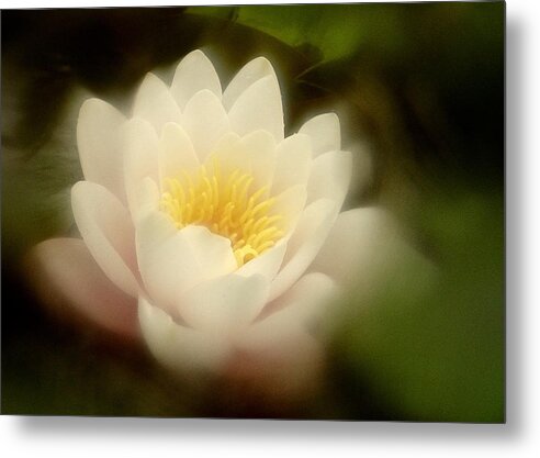 Water Lily Metal Print featuring the photograph Soft Water Lily by Richard Cummings