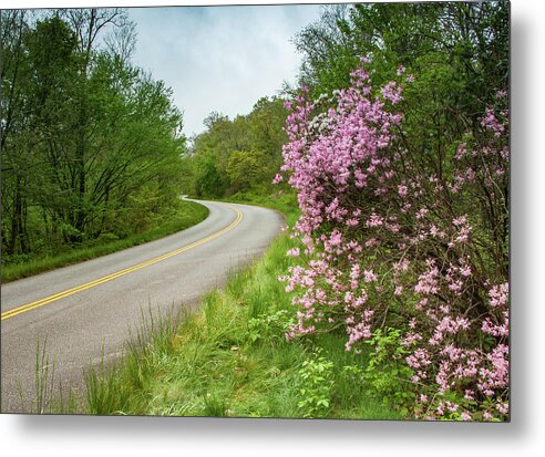 Asheville Metal Print featuring the photograph Blue Ridge Parkway in Bloom by Joye Ardyn Durham