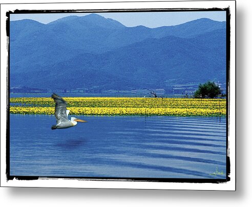 Rossidis Metal Print featuring the photograph Dalmatian Pelican by George Rossidis